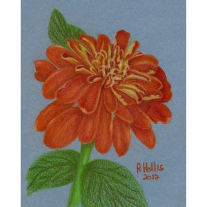 Zinnia 5″x 7″