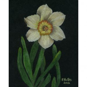 Jonquil 5″x 7″