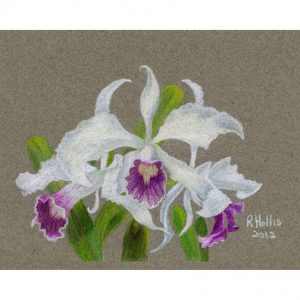 Orchid 5″x 7″