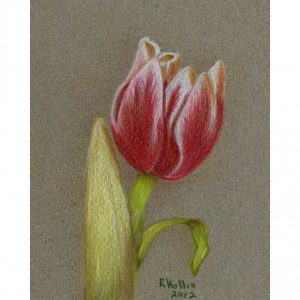 Tulip 5″x 7″