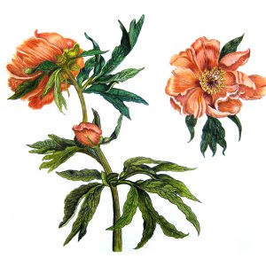 Peony Botanical Flower 8″x 10″