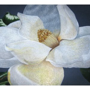 Magnolia 8″x 10″