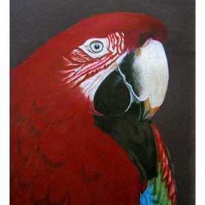 Macaw 9″x 12″