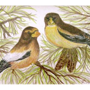 Evening Grossbeak 5″x 7″