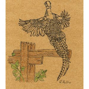 Pheasant in Flight 5″x 7″ 