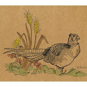Pheasant on Ground 5″x 7