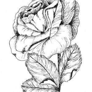 Black Rose 5″x 7″