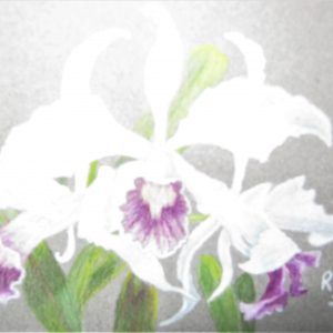 Lady Godiva orchid 5×7