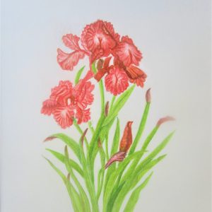 Orange Irises 8×10