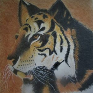 Tiger 9×9